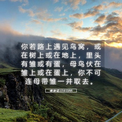 Picture 05 - 申 命 记 22:6 CUVS - 你 若 路 上 遇 见 鸟 窝 ， 或 在 树 - Bible Verse Picture