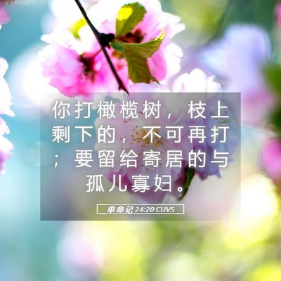 Picture 05 - 申 命 记 24:20 CUVS - 你 打 橄 榄 树 ， 枝 上 剩 下 的 ， - Bible Verse Picture