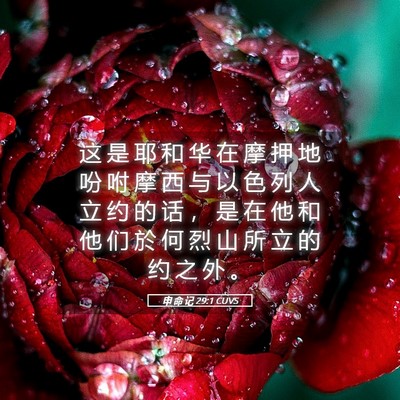Picture 05 - 申 命 记 29:1 CUVS - 这 是 耶 和 华 在 摩 押 地 吩 咐 摩 - Bible Verse Picture