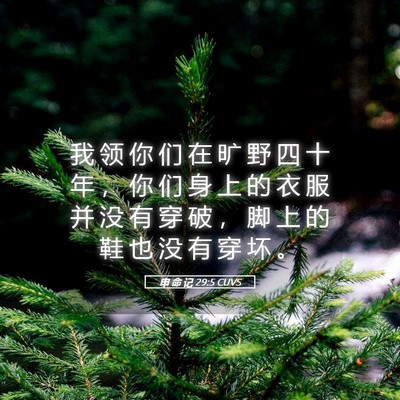 Picture 05 - 申 命 记 29:5 CUVS - 我 领 你 们 在 旷 野 四 十 年 ， 你 - Bible Verse Picture