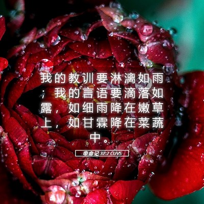 Picture 05 - 申 命 记 32:2 CUVS - 我 的 教 训 要 淋 漓 如 雨 ； 我 的 - Bible Verse Picture