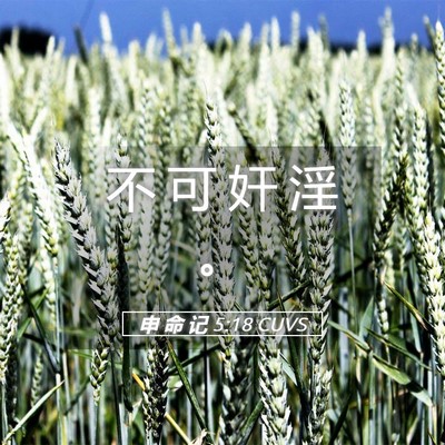 Picture 05 - 申 命 记 5:18 CUVS - 不 可 奸 淫 - Bible Verse Picture