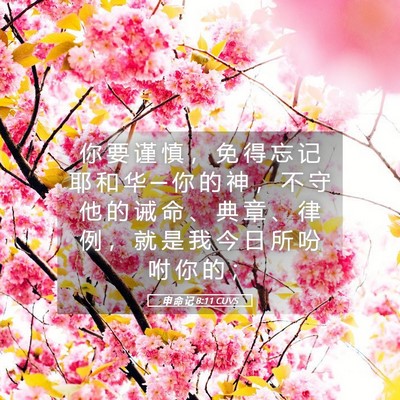 Picture 05 - 申 命 记 8:11 CUVS - 你 要 谨 慎 ， 免 得 忘 记 耶 和 华 - Bible Verse Picture