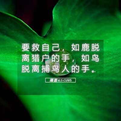 Picture 05 - 箴 言 6:5 CUVS - 要 救 自 己 ， 如 鹿 脱 离 猎 户 的 - Bible Verse Picture
