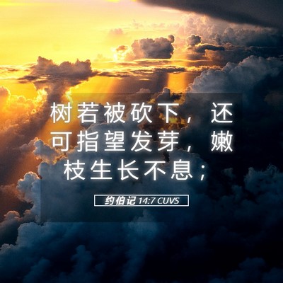 Picture 05 - 约 伯 记 14:7 CUVS - 树 若 被 砍 下 ， 还 可 指 望 发 芽 - Bible Verse Picture