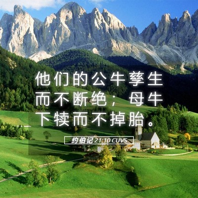 Picture 05 - 约 伯 记 21:10 CUVS - 他 们 的 公 牛 孳 生 而 不 断 绝 ； - Bible Verse Picture