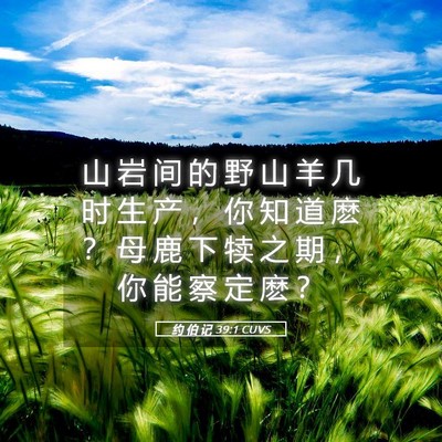 Picture 05 - 约 伯 记 39:1 CUVS - 山 岩 间 的 野 山 羊 几 时 生 产 ， - Bible Verse Picture