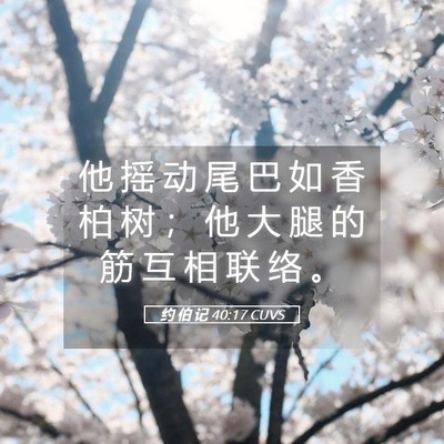 Picture 05 - 约 伯 记 40:17 CUVS - 他 摇 动 尾 巴 如 香 柏 树 ； 他 大 - Bible Verse Picture