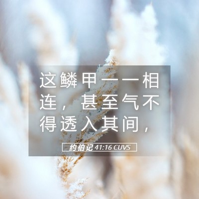 Picture 05 - 约 伯 记 41:16 CUVS - 这 鳞 甲 一 一 相 连 ， 甚 至 气 不 - Bible Verse Picture