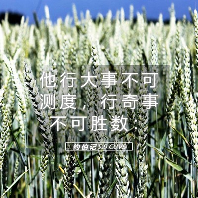 Picture 05 - 约 伯 记 5:9 CUVS - 他 行 大 事 不 可 测 度 ， 行 奇 事 - Bible Verse Picture