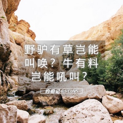 Picture 05 - 约 伯 记 6:5 CUVS - 野 驴 有 草 岂 能 叫 唤 ？ 牛 有 料 - Bible Verse Picture