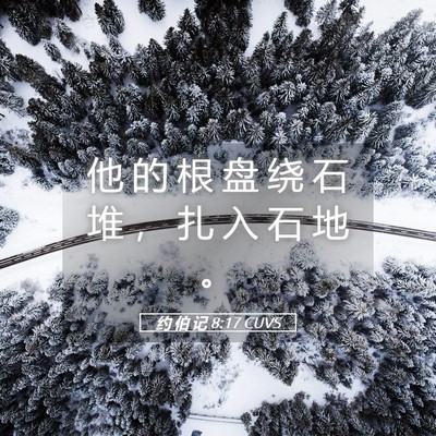 Picture 05 - 约 伯 记 8:17 CUVS - 他 的 根 盘 绕 石 堆 ， 扎 入 石 地 - Bible Verse Picture