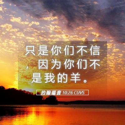 Picture 05 - 约 翰 福 音 10:26 CUVS - 只 是 你 们 不 信 ， 因 为 你 们 不 - Bible Verse Picture