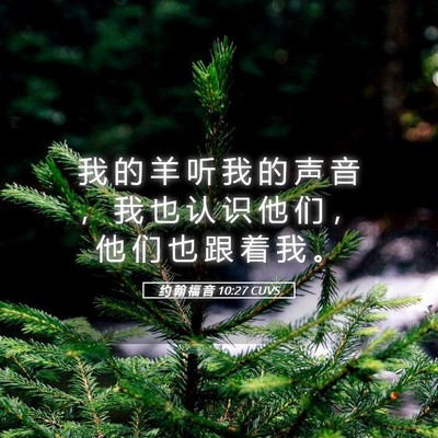 Picture 05 - 约 翰 福 音 10:27 CUVS - 我 的 羊 听 我 的 声 音 ， 我 也 认 - Bible Verse Picture