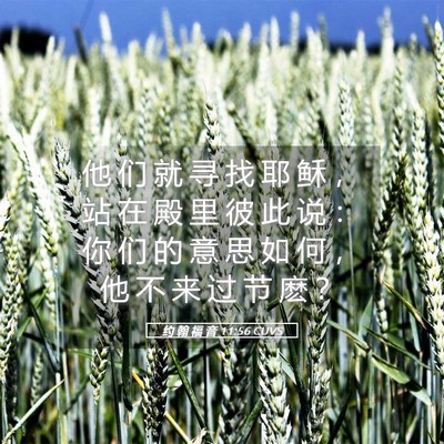 Picture 05 - 约 翰 福 音 11:56 CUVS - 他 们 就 寻 找 耶 稣 ， 站 在 殿 里 - Bible Verse Picture