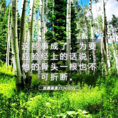 Picture 05 - 约 翰 福 音 19:36 CUVS - 这 些 事 成 了 ， 为 要 应 验 经 上 - Bible Verse Picture