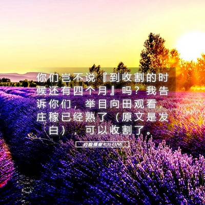 Picture 05 - 约 翰 福 音 4:35 CUVS - 你 们 岂 不 说 『 到 收 割 的 时 候 - Bible Verse Picture