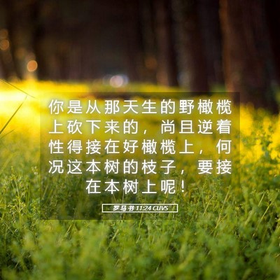 Picture 05 - 罗 马 书 11:24 CUVS - 你 是 从 那 天 生 的 野 橄 榄 上 砍 - Bible Verse Picture