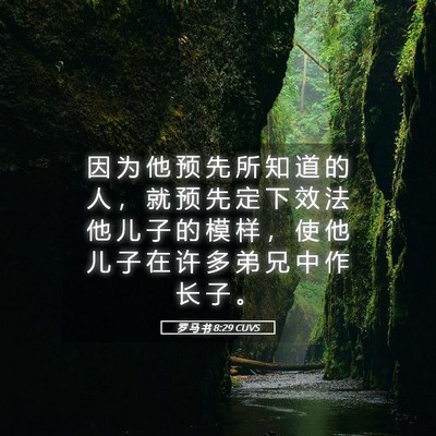 Picture 05 - 罗 马 书 8:29 CUVS - 因 为 他 预 先 所 知 道 的 人 ， 就 - Bible Verse Picture