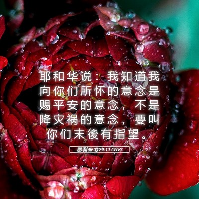 Picture 05 - 耶 利 米 书 29:11 CUVS - 耶 和 华 说 ： 我 知 道 我 向 你 们 - Bible Verse Picture