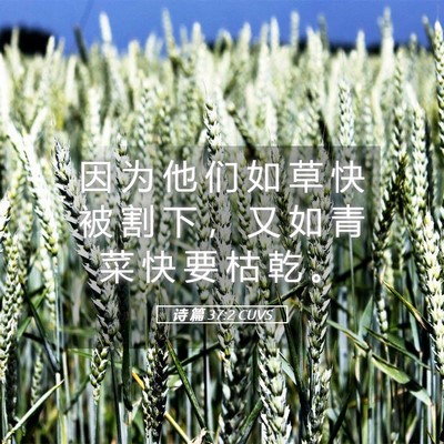 Picture 05 - 诗 篇 37:2 CUVS - 因 为 他 们 如 草 快 被 割 下 ， 又 - Bible Verse Picture