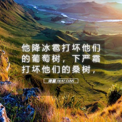 Picture 05 - 诗 篇 78:47 CUVS - 他 降 冰 雹 打 坏 他 们 的 葡 萄 树 - Bible Verse Picture