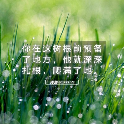 Picture 05 - 诗 篇 80:9 CUVS - 你 在 这 树 根 前 预 备 了 地 方 ， - Bible Verse Picture
