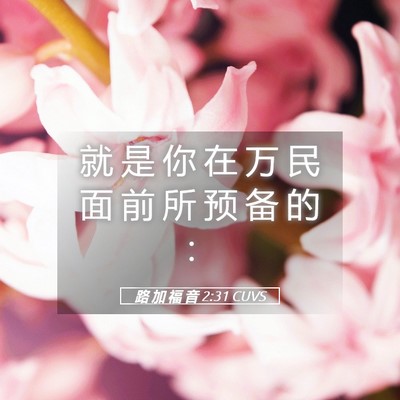 Picture 05 - 路 加 福 音 2:31 CUVS - 就 是 你 在 万 民 面 前 所 预 备 的 - Bible Verse Picture