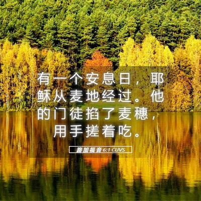 Picture 05 - 路 加 福 音 6:1 CUVS - 有 一 个 安 息 日 ， 耶 稣 从 麦 地 - Bible Verse Picture