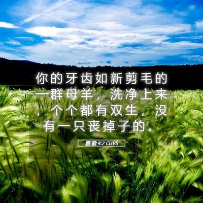 Picture 05 - 雅 歌 4:2 CUVS - 你 的 牙 齿 如 新 剪 毛 的 一 群 母 - Bible Verse Picture