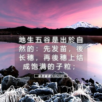 Picture 05 - 马 可 福 音 4:28 CUVS - 地 生 五 谷 是 出 於 自 然 的 ： 先 - Bible Verse Picture