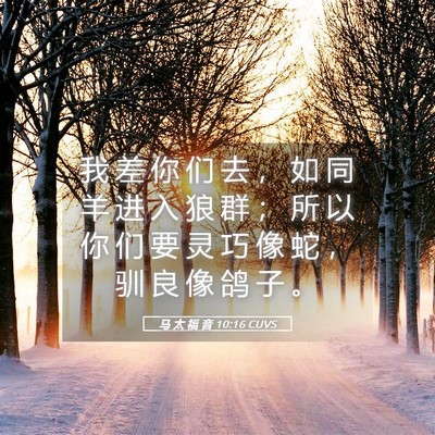 Picture 05 - 马 太 福 音 10:16 CUVS - 我 差 你 们 去 ， 如 同 羊 进 入 狼 - Bible Verse Picture
