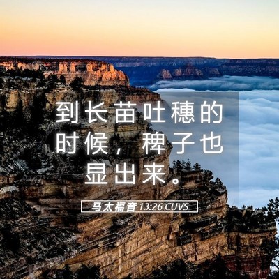 Picture 05 - 马 太 福 音 13:26 CUVS - 到 长 苗 吐 穗 的 时 候 ， 稗 子 也 - Bible Verse Picture
