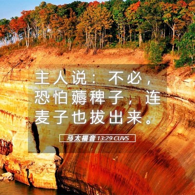 Picture 05 - 马 太 福 音 13:29 CUVS - 主 人 说 ： 不 必 ， 恐 怕 薅 稗 子 - Bible Verse Picture