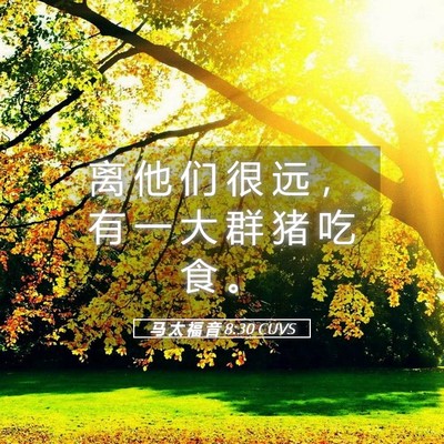 Picture 05 - 马 太 福 音 8:30 CUVS - 离 他 们 很 远 ， 有 一 大 群 猪 吃 - Bible Verse Picture