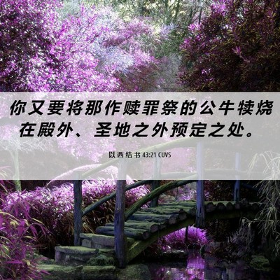 Picture 06 - 以 西 结 书 43:21 CUVS - 你 又 要 将 那 作 赎 罪 祭 的 公 牛 - Bible Verse Picture