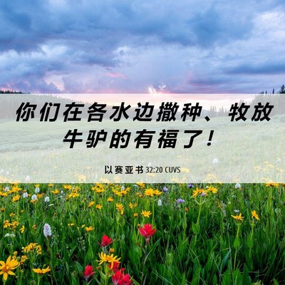 Picture 06 - 以 赛 亚 书 32:20 CUVS - 你 们 在 各 水 边 撒 种 、 牧 放 牛 - Bible Verse Picture