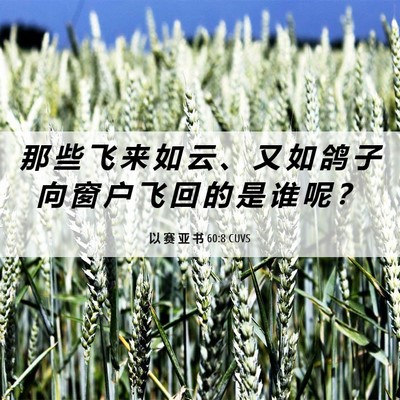 Picture 06 - 以 赛 亚 书 60:8 CUVS - 那 些 飞 来 如 云 、 又 如 鸽 子 向 - Bible Verse Picture