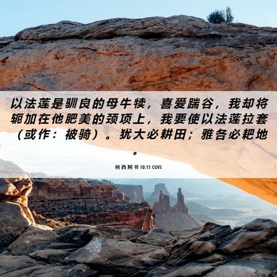 Picture 06 - 何 西 阿 书 10:11 CUVS - 以 法 莲 是 驯 良 的 母 牛 犊 ， 喜 - Bible Verse Picture