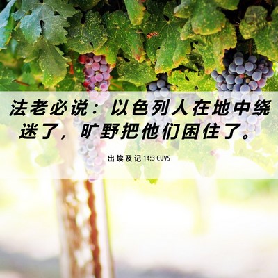 Picture 06 - 出 埃 及 记 14:3 CUVS - 法 老 必 说 ： 以 色 列 人 在 地 中 - Bible Verse Picture