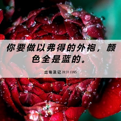 Picture 06 - 出 埃 及 记 28:31 CUVS - 你 要 做 以 弗 得 的 外 袍 ， 颜 色 - Bible Verse Picture