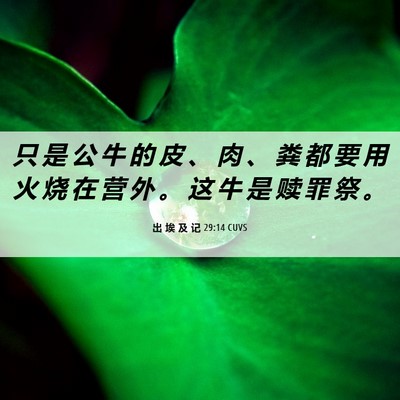Picture 06 - 出 埃 及 记 29:14 CUVS - 只 是 公 牛 的 皮 、 肉 、 粪 都 要 - Bible Verse Picture