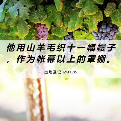 Picture 06 - 出 埃 及 记 36:14 CUVS - 他 用 山 羊 毛 织 十 一 幅 幔 子 ， - Bible Verse Picture