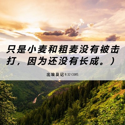 Picture 06 - 出 埃 及 记 9:32 CUVS - 只 是 小 麦 和 粗 麦 没 有 被 击 打 - Bible Verse Picture