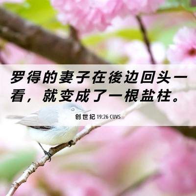 Picture 06 - 创 世 纪 19:26 CUVS - 罗 得 的 妻 子 在 後 边 回 头 一 看 - Bible Verse Picture