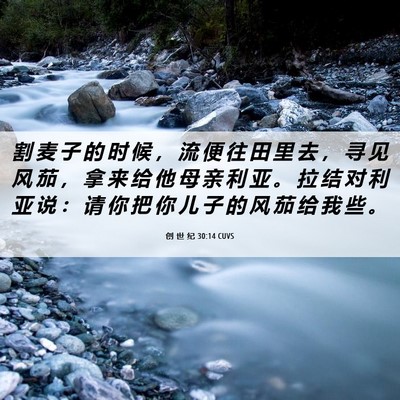 Picture 06 - 创 世 纪 30:14 CUVS - 割 麦 子 的 时 候 ， 流 便 往 田 里 - Bible Verse Picture