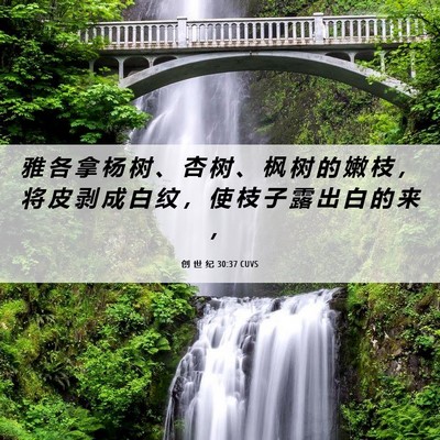 Picture 06 - 创 世 纪 30:37 CUVS - 雅 各 拿 杨 树 、 杏 树 、 枫 树 的 - Bible Verse Picture