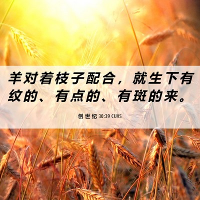 Picture 06 - 创 世 纪 30:39 CUVS - 羊 对 着 枝 子 配 合 ， 就 生 下 有 - Bible Verse Picture