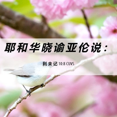 Picture 06 - 利 未 记 10:8 CUVS - 耶 和 华 晓 谕 亚 伦 说 - Bible Verse Picture