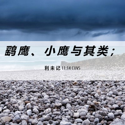 Picture 06 - 利 未 记 11:14 CUVS - 鹞 鹰 、 小 鹰 与 其 类 - Bible Verse Picture